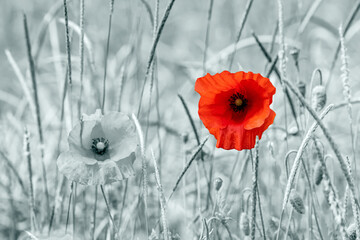 Grayscale shot of a bright red tulip in a field