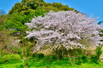 Naklejka premium The beloved cherry blossoms and blue sky