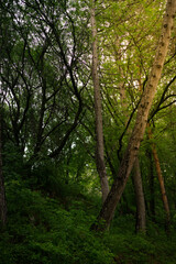 Aerial view of summer green trees in forest in mountains. Forest Tree Woods.