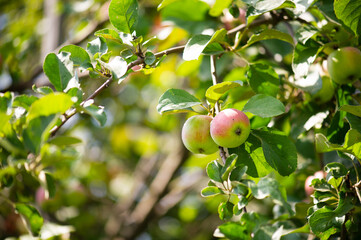 two ripe apples on a apple tree on a branch in summer 