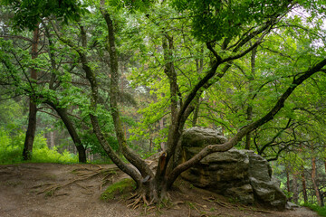 Obraz premium Aerial view of summer green trees in forest in mountains. Forest Tree Woods.