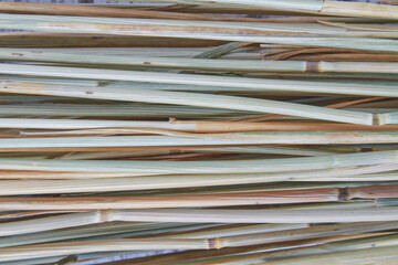 Close-up texture of green and yellow plant stems.