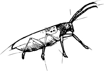 Black and white sketch of a beetle