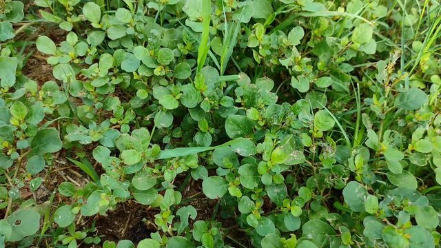 Beautiful green desert horsepurslane grown in the garden