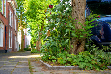 close-up of a tree mirror garden in an urban setting