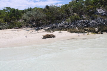 Bahamas swimming Pigs