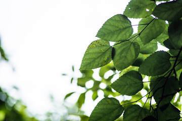 Green Leaves against the open sky 