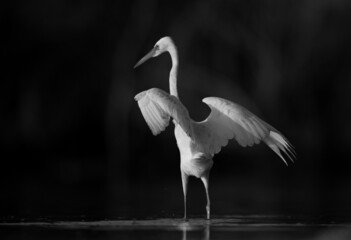 Western reef heron fishing at Asker marsh, Bahrain