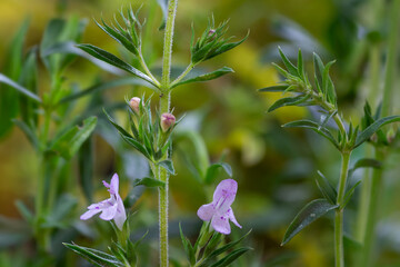 Fototapeta na wymiar Winter savory (Satureja montana) herb plant