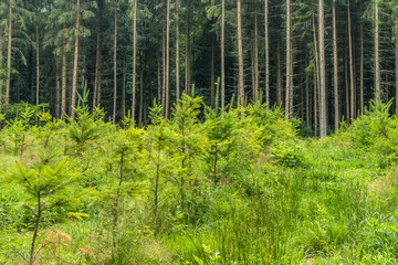 Fototapeta na wymiar Wiederaufforstung durch Anpflanzen von Jungbäumen im Mischwald
