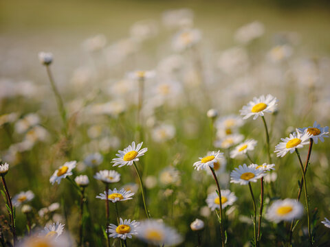 Daisies sunny spring garden, beautiful outdoor floral background photographed with selective focus