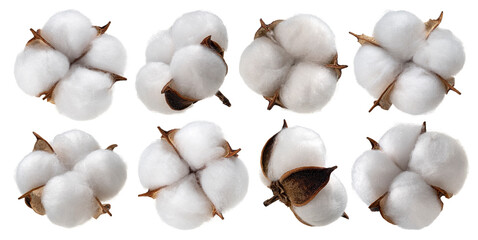 Cotton plant flower isolated on white background, collection