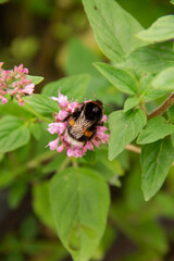 Fototapeta premium natural background an adult bumblebee pollinates a garden flower