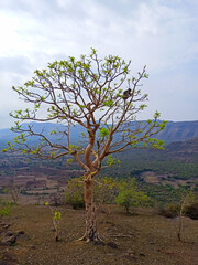 Monkey on the Tree.