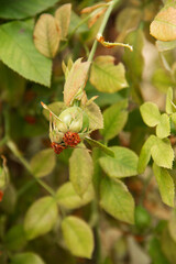 natural background of green berries of the garden plant rosehip