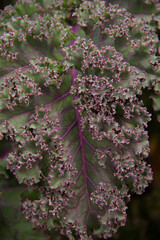 natural background purple green leaves of ornamental cabbage