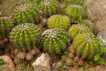 natural background prickly plant cactus close-up