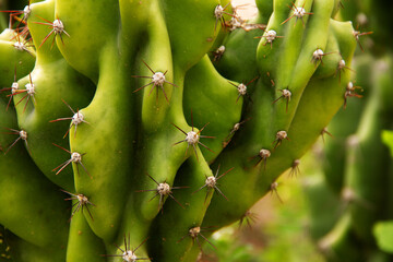 natural background prickly plant cactus close-up