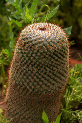 natural background prickly plant cactus close-up