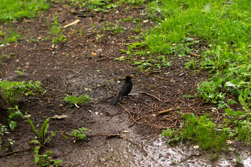 Little bird in forest. Close up portrait of an European bird on a wood trunk in a forest during summer.