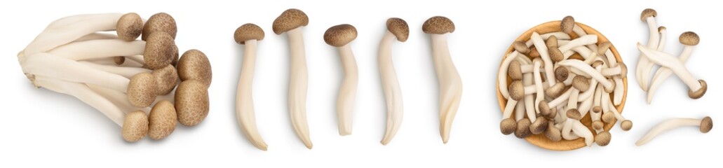 Brown beech mushrooms or Shimeji mushroom isolated on white background. Set or collection