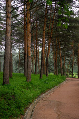 Aerial view of summer green trees in forest in mountains. Forest Tree Woods.