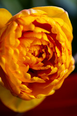 Close up Amazing yellow tulip flowers blooming 