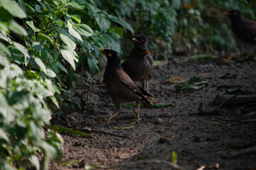 Obraz premium bird of prey