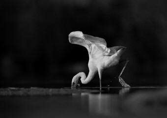 A Western reef egret white morphed fishing at Asker marsh, Bahrain