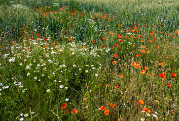Colourful Natural Flower Meadow With Red Poppy In Summer