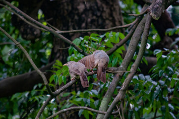squirrel in the tree