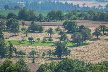 Streuobstwiese
