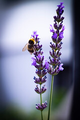 Nature Love