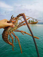 Fisherman's hand Holding Spiny Lobsters on the sea background. Seafood concept 