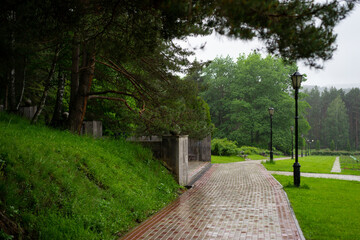 Aerial view of summer green trees in forest in mountains. Forest Tree Woods.