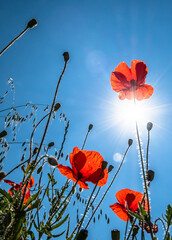 Obraz premium View Up In A Natural Flower Meadow With Red Poppy And Bright Sun