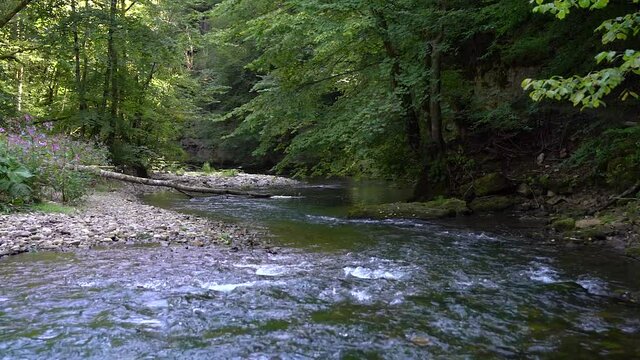 Fluss mit Windungen um Kiesb&auml;nke in bewaldeter Schlucht im Sommer - Wutachschlucht im Schwarzwald, Deutschland
