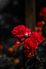 Obraz premium Red roses