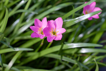 Fototapeta premium Pink fairy lily, rain lily or zephyr flower bloom in the garden with sunlight.