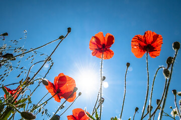 Obraz premium View Up In A Natural Flower Meadow With Red Poppy And Bright Sun