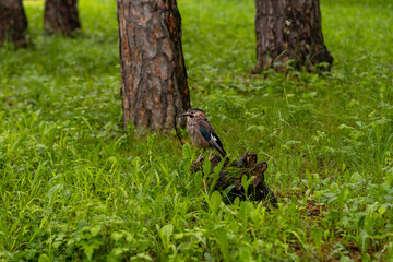 Little bird in forest. Close up portrait of an European bird on a wood trunk in a forest during summer.