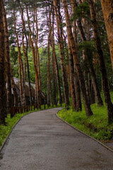 Aerial view of summer green trees in forest. Forest Tree Woods.