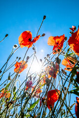 View Up In A Natural Flower Meadow With Red Poppy And Bright Sun