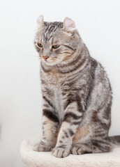 American curl cat breed Silver tabby color with ears rolled up