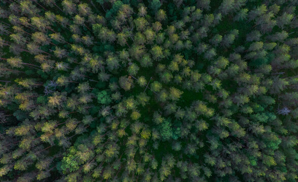 Aerial photo of a Swedish coniferous forest during autumn. 