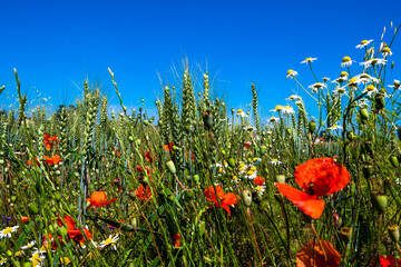Colourful Natural Flower Meadow With Red Poppy In Summer