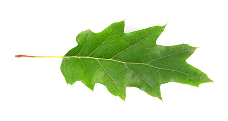 High resolution green leaf of oak isolated on white background