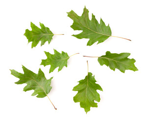 set of green oak leaves isolated on white