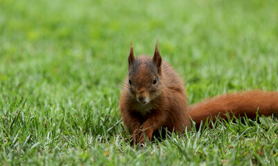 Squirrel sits on a meadow in the grass