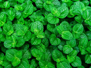 Green Mint Plant Background. Fresh peppermint leaves